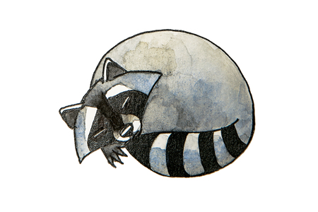 Cute watercolor raccoon isolated on a white backgroundの写真素材