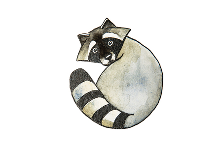 Cute watercolor raccoon isolated on a white backgroundの写真素材