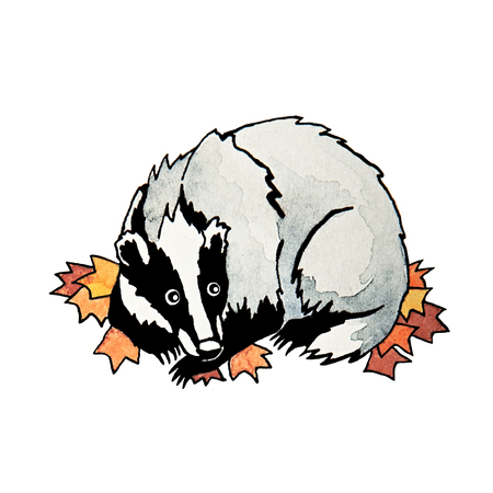 Cute watercolor badger isolated on a white backgroundの写真素材