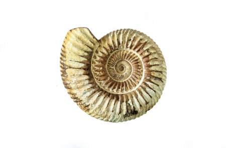 Isolated ammonites on a white backgroundの写真素材