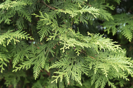 Juniper branches background close up