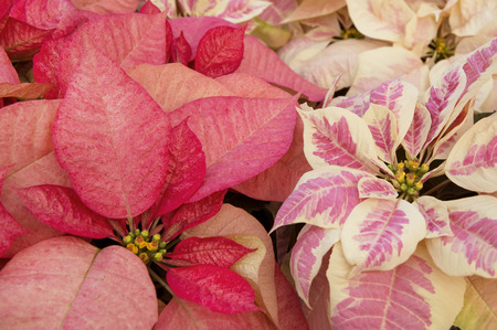 Bright pink poinsettia or christmas flower backgroundの写真素材