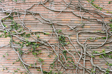 Old red brick wall with vines  background texture close upの写真素材