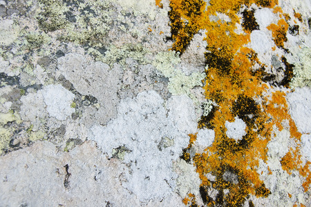 Grey granite rock with moss background texture close upの写真素材