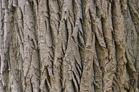 Old tree bark background texture close upの写真素材