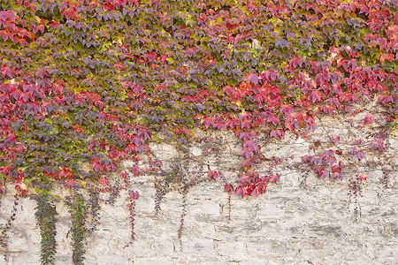 Old grey stone wall with red autumn branches close upの写真素材