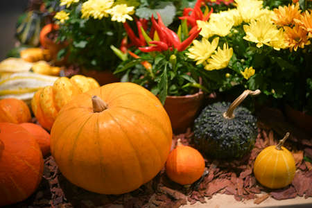 Autumn decorative harvest composition with pumpkins, red peppers and chrysanthemums