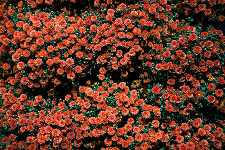 Autumn decorative composition with red chrysanthemums close up