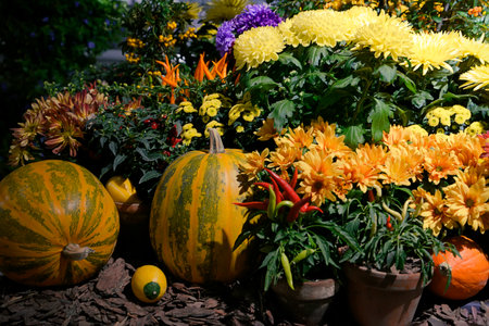 Autumn decorative harvest composition with pumpkins, peppers and chrysanthemumsの写真素材
