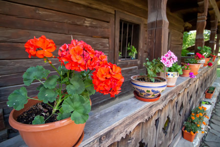Bucharest, Romania - August 09, 2018: Flowers on the railing of the household from the village of Ieud, Maramures County, at the Dimitrie Gusti National Village Museum, in Bucharest.のeditorial素材