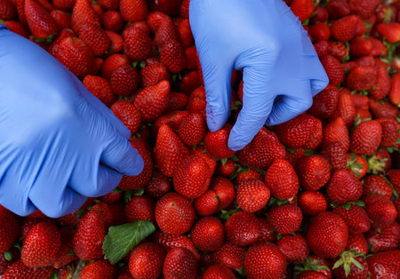 Bucharest, Romania - April 14, 2020: A trader who wears blue gloves puts strawberries on a stall to be sold in a market in Bucharest.のeditorial素材