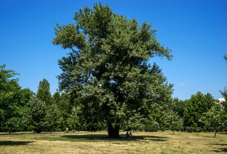 Bucharest, Romania - July 28, 2020: A couple sitting in the shade of a very high tree next to the sunburned grass, in the middle of Izvor Park in Bucharestのeditorial素材