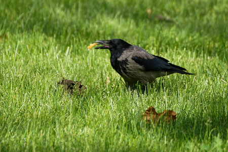 Bucharest, Romania - May 27, 2021: A hooded crow with some food in its beak sits on a field of green grass in a park, in Bucharest.のeditorial素材