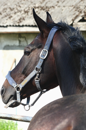 horse in a headcollars looking back outsideの写真素材