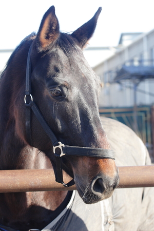 Brown Horse with headcollars in paddok Portraitの写真素材