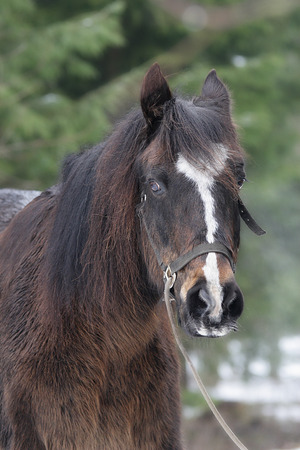 Portrait of a cute brown horse in a headcollarsの写真素材