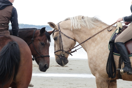 Two horses with riders touch noses at the seashoreの写真素材