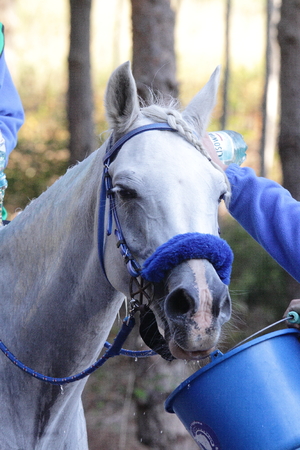 white hoese at endurance comtetition grooming pointの写真素材
