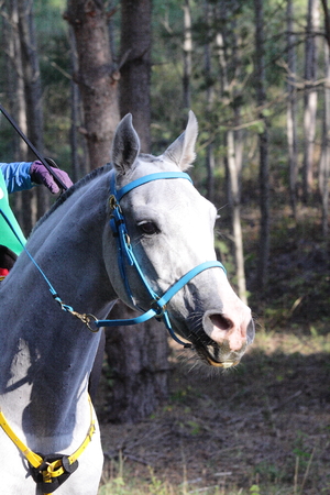 white hoese at endurance comtetition grooming pointの写真素材