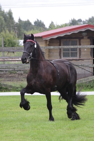 black friese mare at draft horse show working on long reinsの写真素材