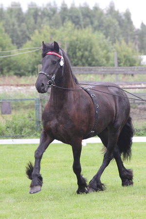 black friese mare at draft horse show working on long reinsの写真素材