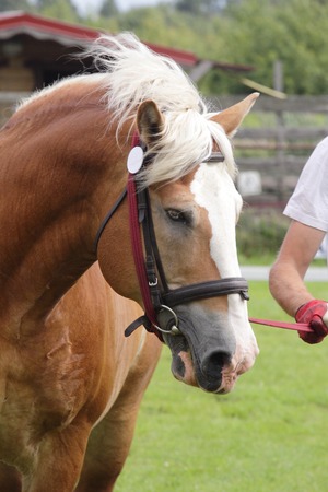 yellow stallion estonian draft horse at show presentationの写真素材