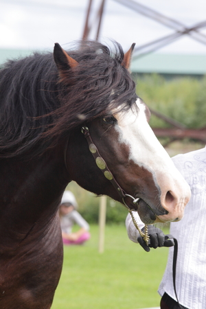 brown stallion estonian draft horse at show presentationの写真素材
