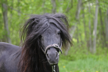 Portrait of a cute black shetland pony in a green summer forestの写真素材