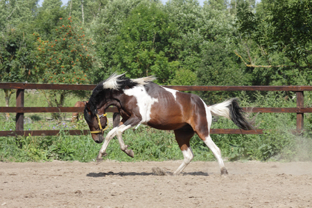 Paint stallion running in paddockの写真素材