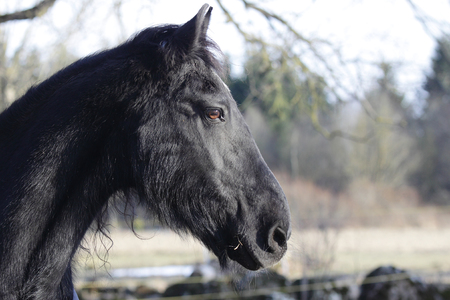 Black horse portraitの写真素材