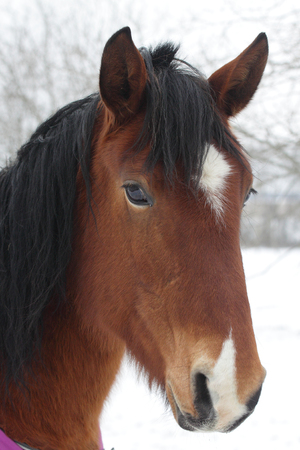 Brown horse portraitの写真素材