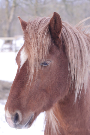 Orange horse portraitの写真素材