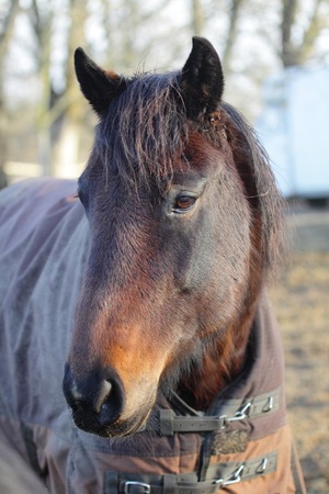 Dark horse portraitの写真素材