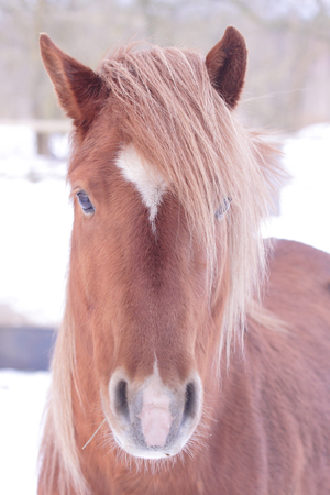 Orange horse portraitの写真素材