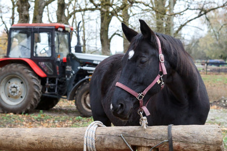 Black horse with halter near wooden fence and tractorの写真素材