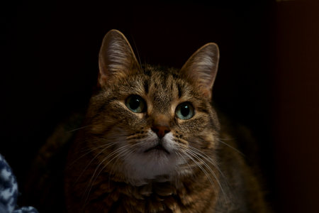 Close-up portrait of a tabby cat with green eyesの写真素材