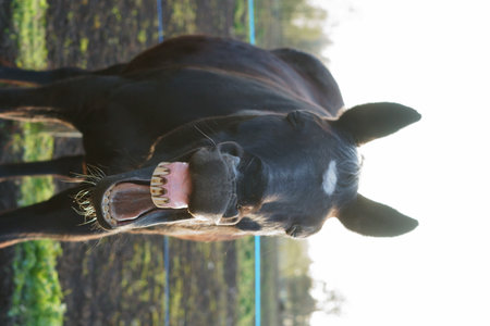 Funny black horse showing teeth outdoorsの写真素材