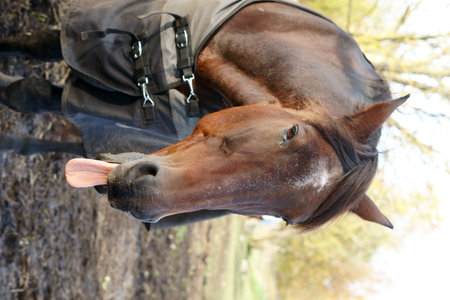 A Playful Horse Stretching Out Its Tongue While Wrapped in a Cozy Blanket for Comfortの写真素材