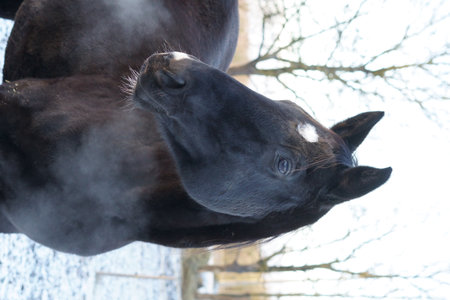 A Black Horse Stands Proudly in a Winter Landscapeの写真素材