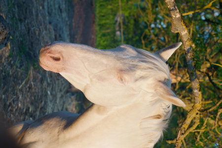 A Serene White Horse in Natures Embrace, symbolizing beauty and tranquility in the outdoorsの写真素材