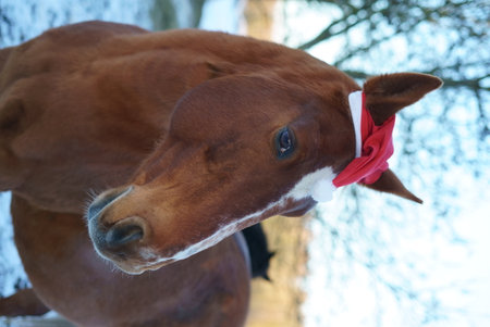 A Festive Horse adorned with a Bright Red Bow in a Beautiful Winter Wonderland Sceneの写真素材