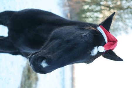 A Festive Horse dressed in a Winter Wonderland, wearing a Santa Hat, ready to celebrate the seasonの写真素材