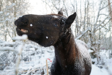 Black horse with halter in sunlight outdoorsの写真素材