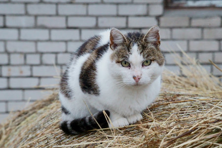 Farm cat sitting on hay in front of brick wallの写真素材