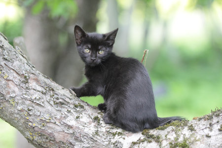 Curious black kitten on tree branch in natureの写真素材