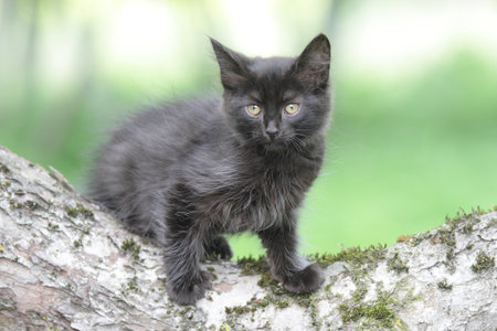 Fluffy black kitten standing on tree branch outdoorsの写真素材