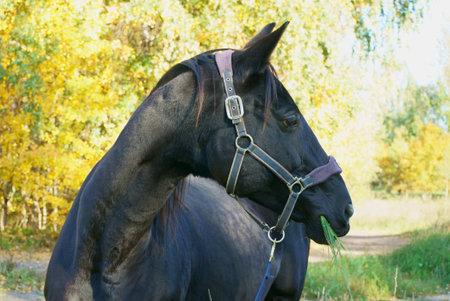 Black horse eating fresh grass on an autumn day outdoorsの写真素材