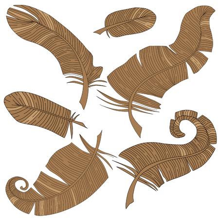 Vector set of isolated feathersのイラスト素材