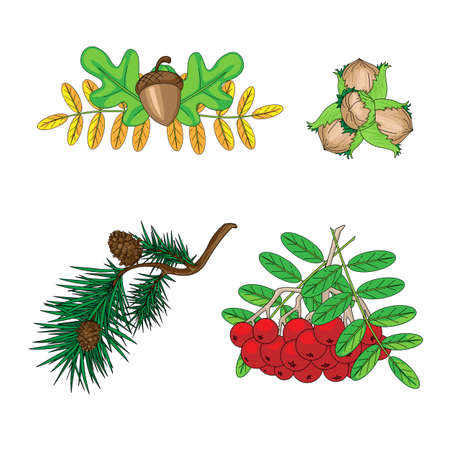 Set of leaves, cone and rowan berries. Autumn nature doodles. Stock vector illustration isolated on white backgroundのイラスト素材