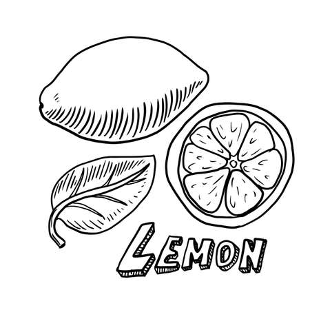 Hand drawn lemon vector illustration isolated on white backgroundのイラスト素材